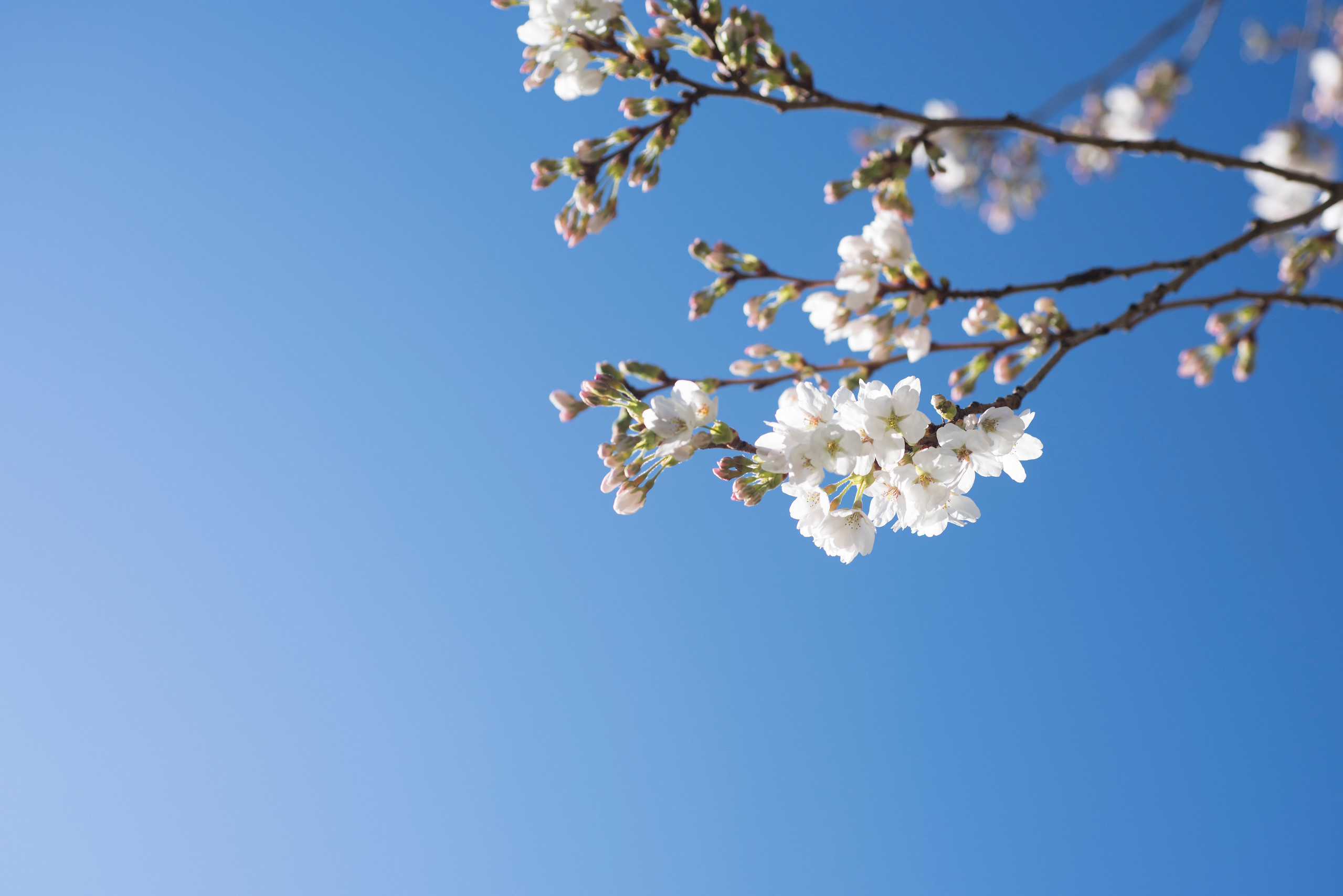 cherry blossoms