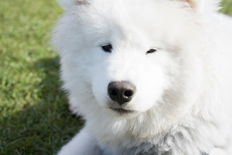 Dog sitting on a lawn