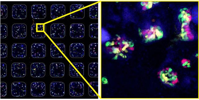 Freedman Lab image