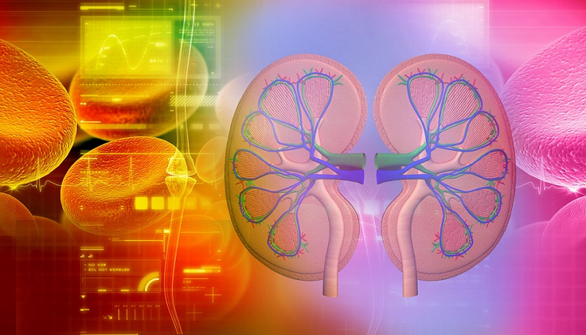 kidney biomarkers