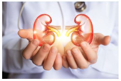 kidneys in open hands