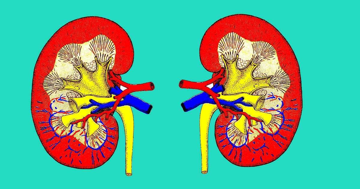 Kidney graphic