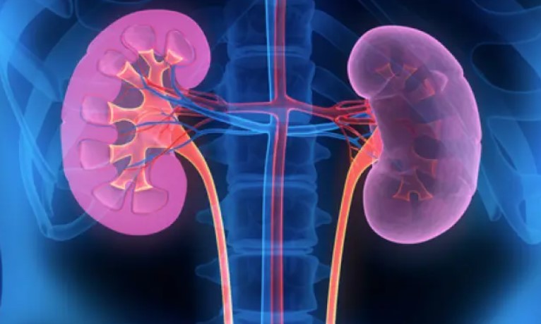 Kidney graphic