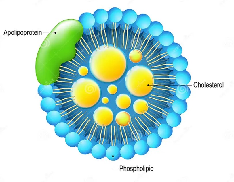 Study image of cell