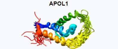 APOL1 image