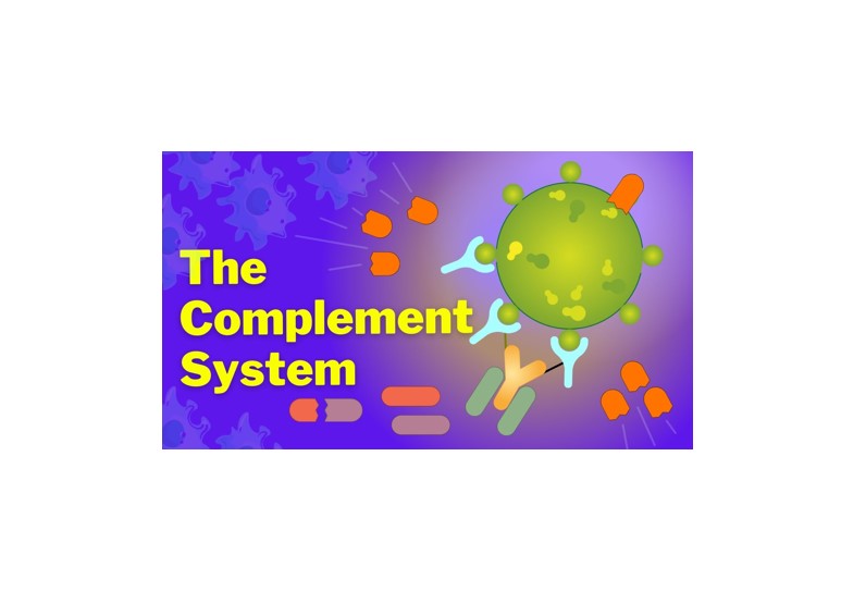 Complement System graphic