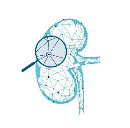 kidney graphic with magnifying glass 