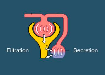 tubular secretion graphic