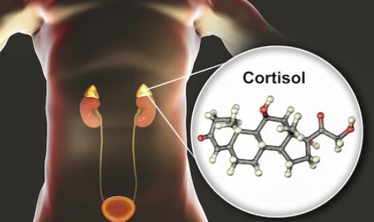 cortisol cell structure graphic