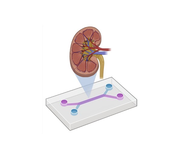 kidney drug screening tool