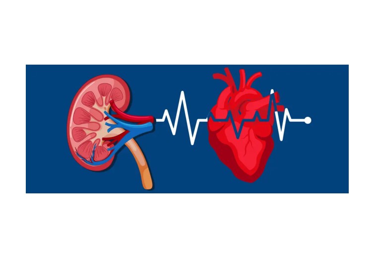 kidney and heart image