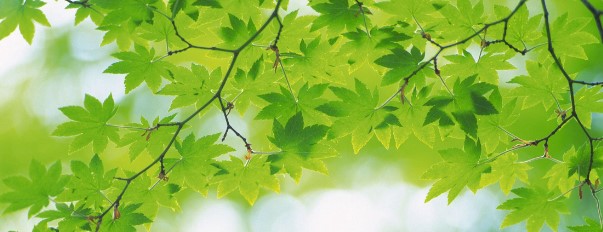 Green leaves in sunlight