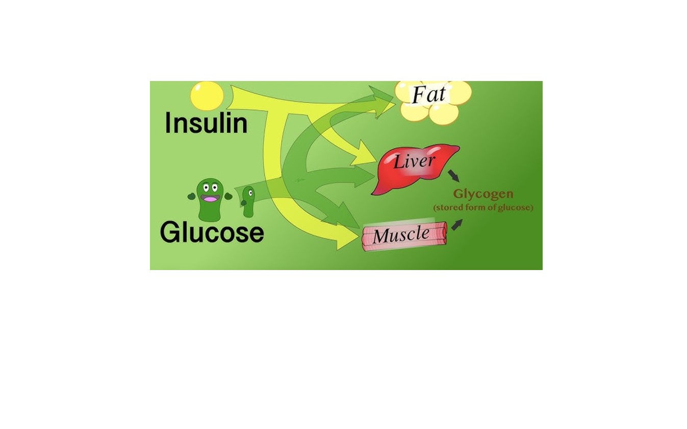 glucose and insulin