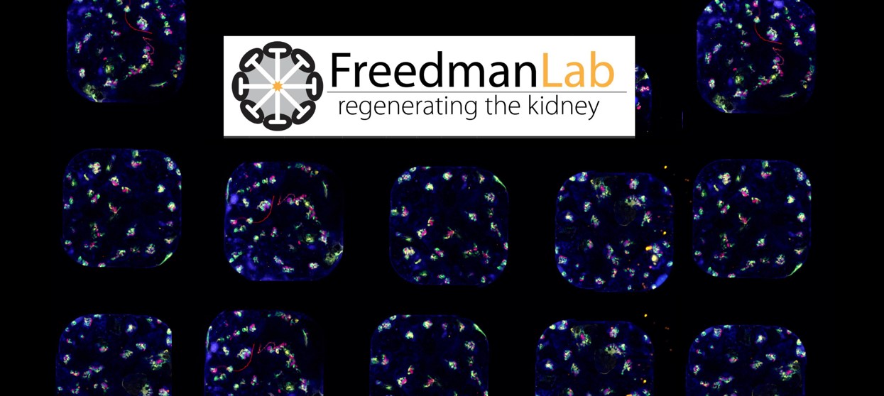 Freedman Lab header