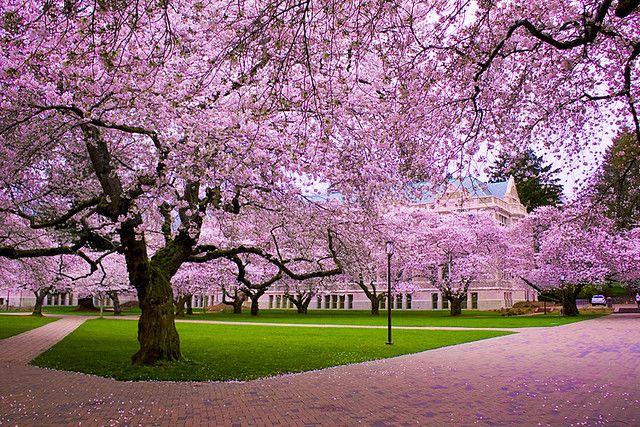 Cherry trees on UW campus