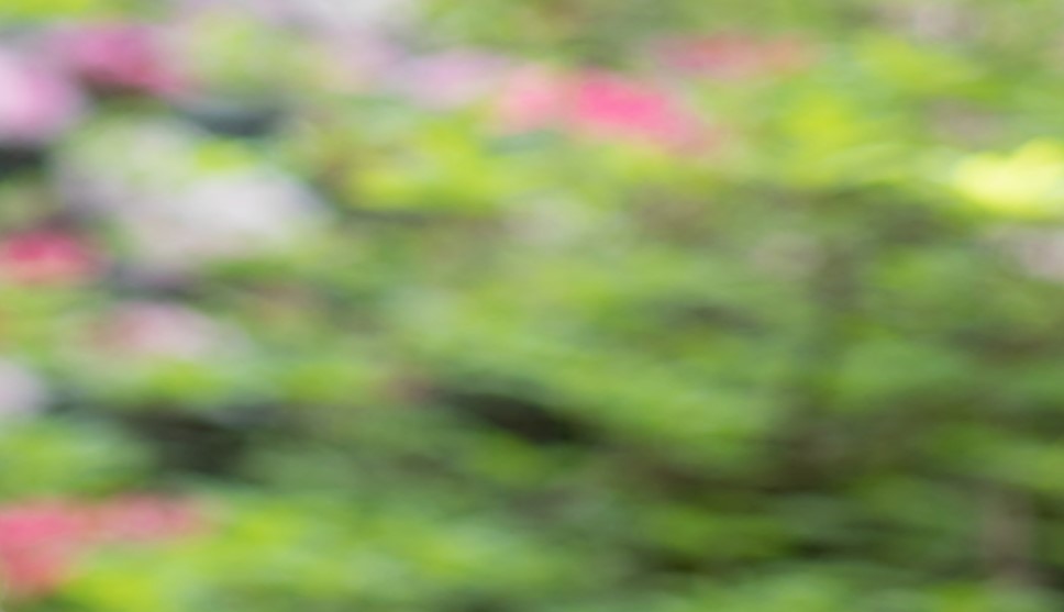 greenery blurred for background image