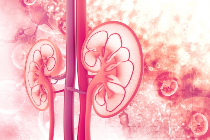 kidney illustration