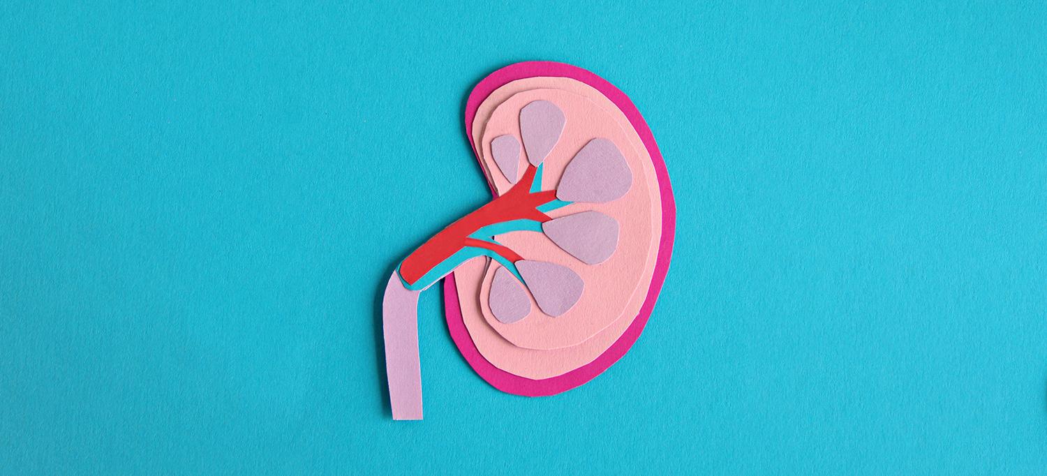 kidney illustration