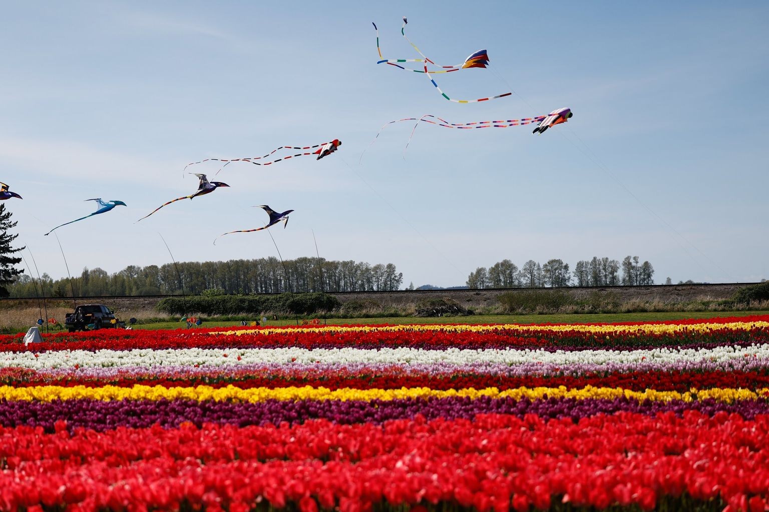 tulip fields