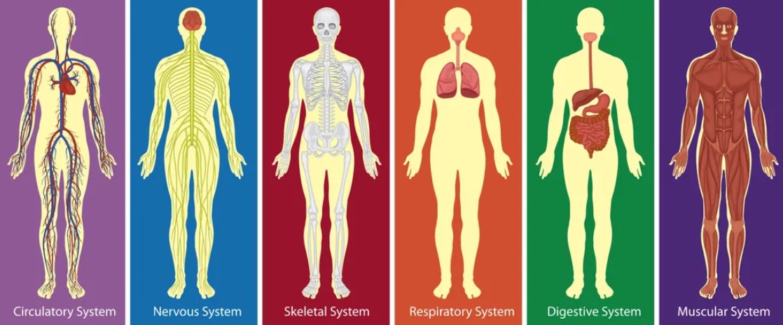 body systems