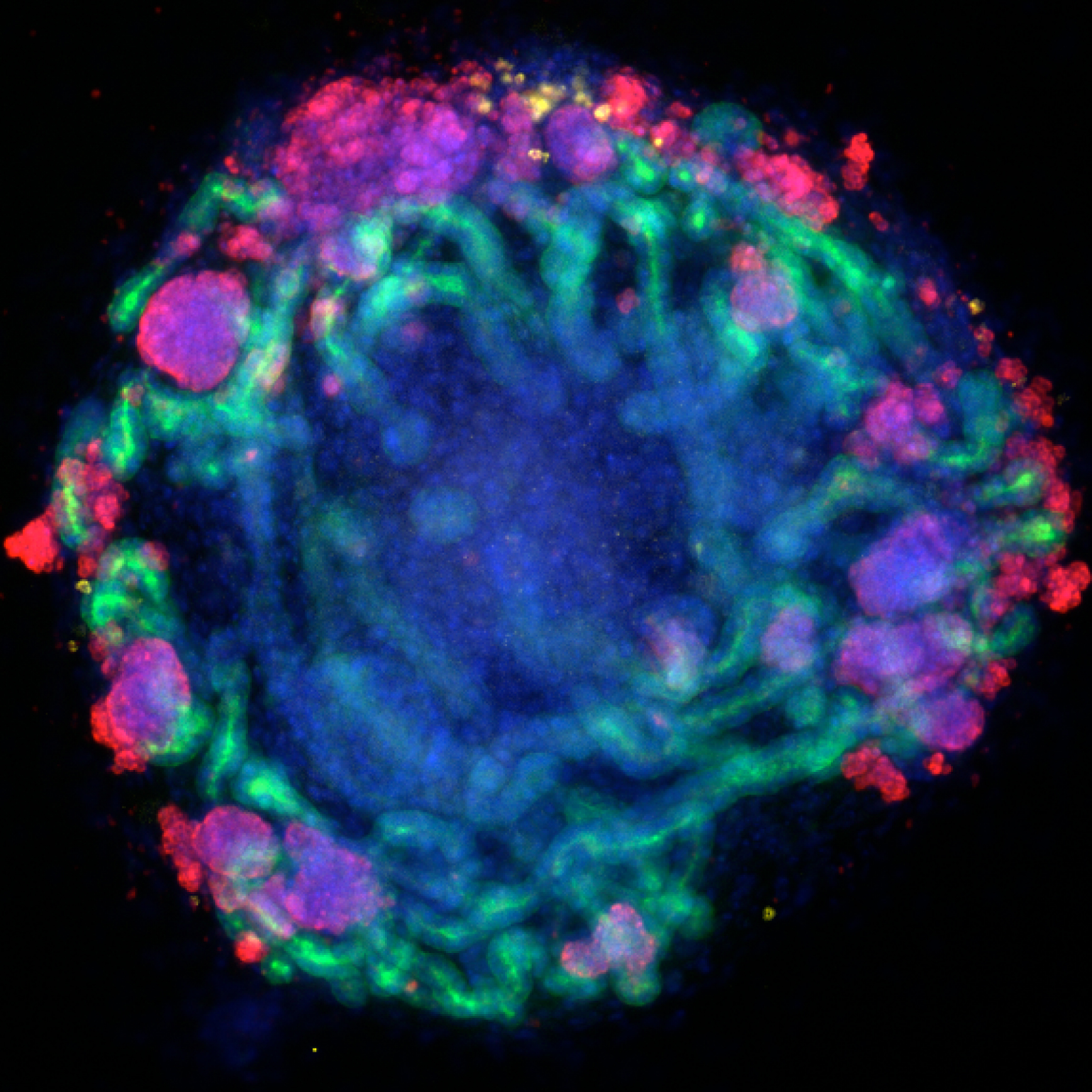 Kidney organoid