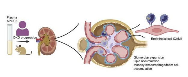 Kanter Lab study image