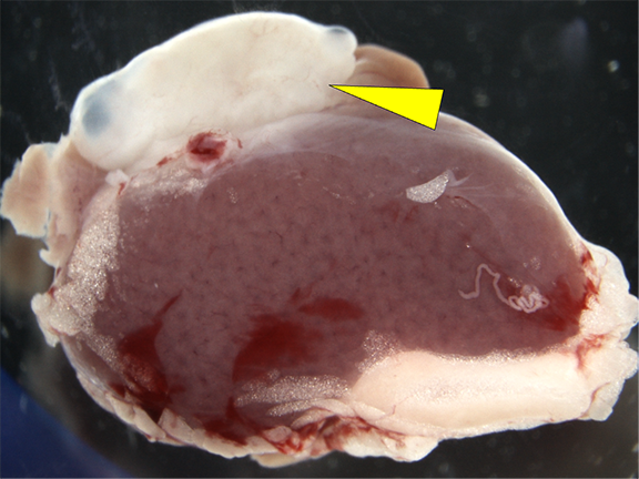 mouse kidney