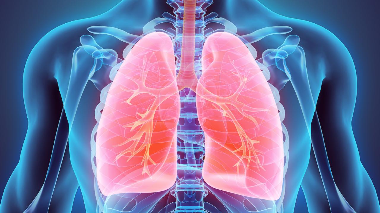 Human lungs graphic