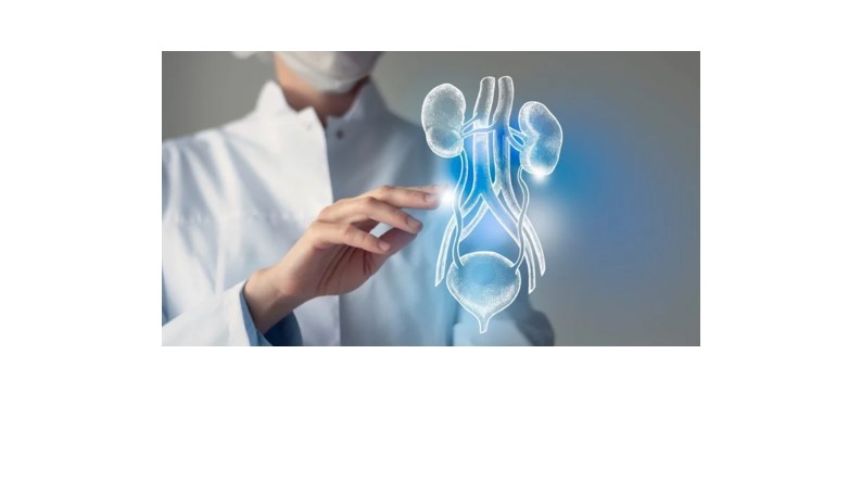 doctor with kidney imagery