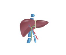 liver image