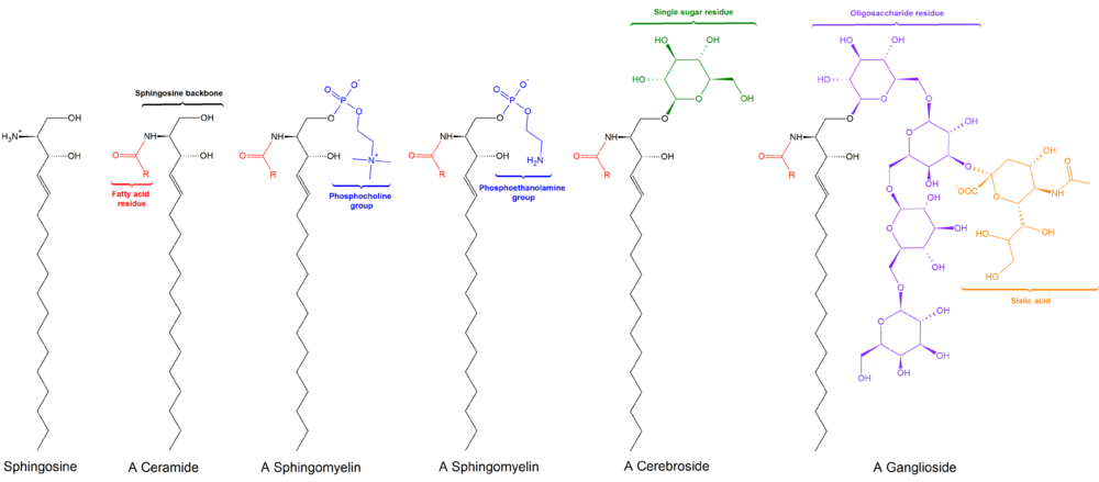 Sphingolipids