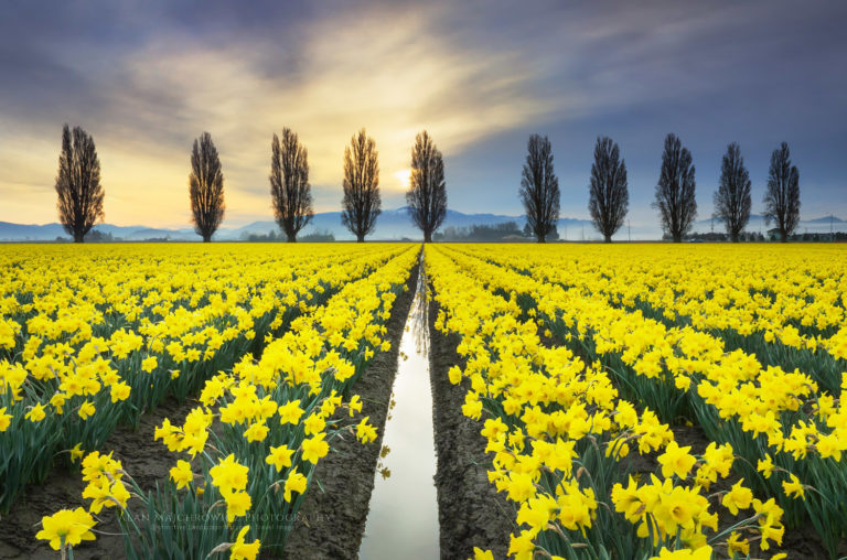 field of flowers