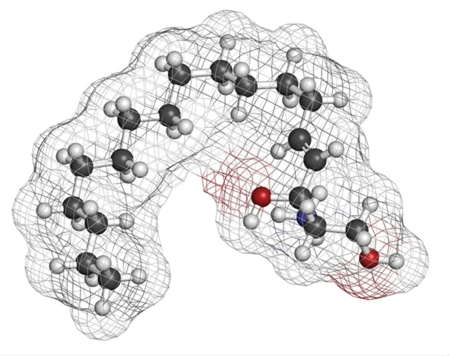 Sphingolipids