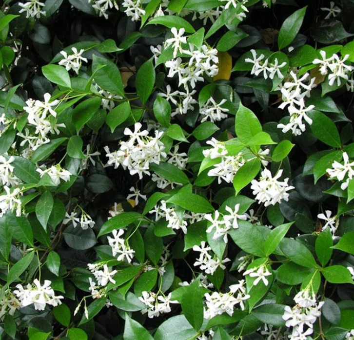 jasmine flowers