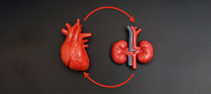 heart and kidney in a circle